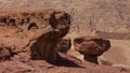 Mushroom rock formation at Timna park , Israel